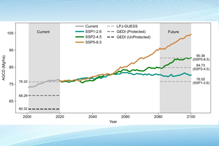 Stronger Protection Significantly Enhances Forest Carbon Storage in China’s Protected Areas